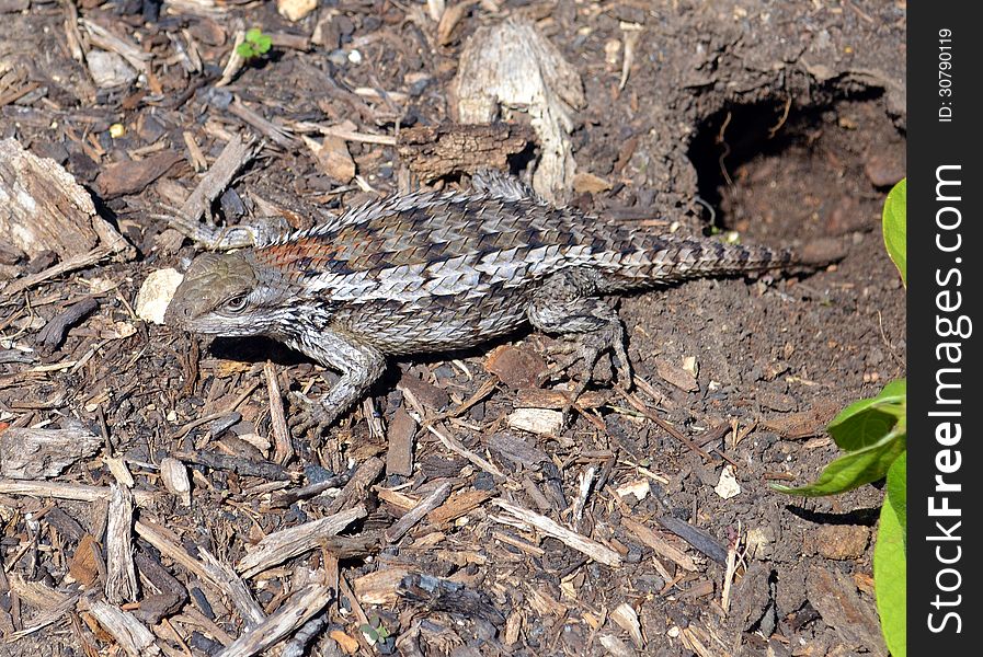 A scaly lizard builds a home in a Texas garden.