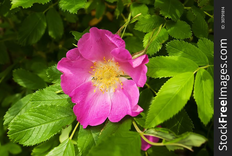 Beautiful  Dog Rose flowers on nature green background. Beautiful  Dog Rose flowers on nature green background