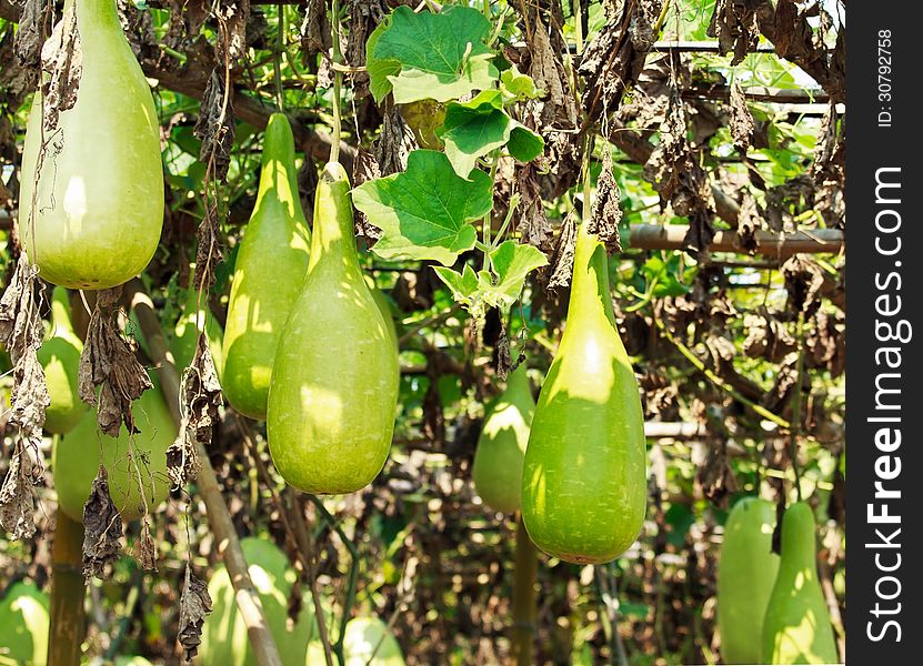 A lot of fresh calabash hanging on the garden