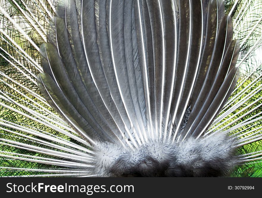 Fanned tail of green peacock feathers pattern. Fanned tail of green peacock feathers pattern