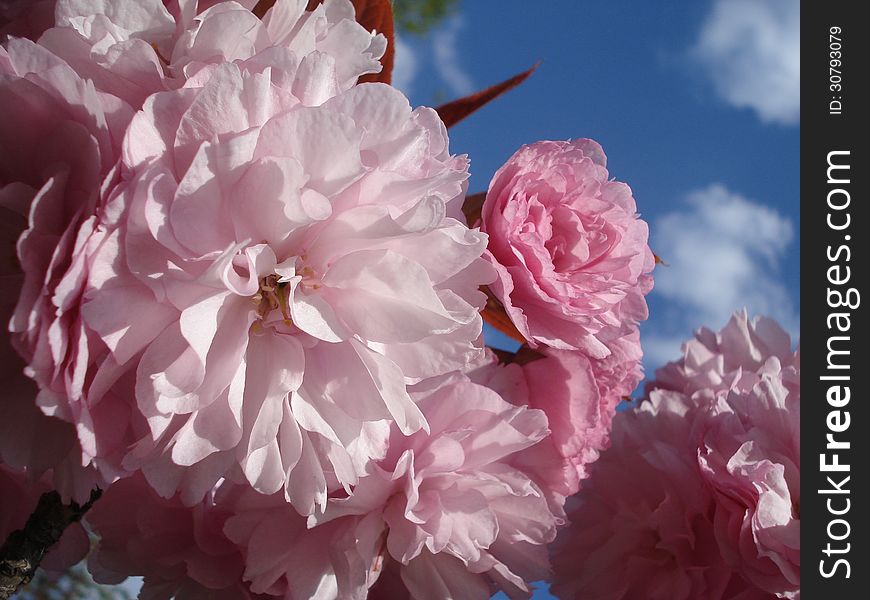 Sunlit pink sakura blossoms on spring sky. Sunlit pink sakura blossoms on spring sky
