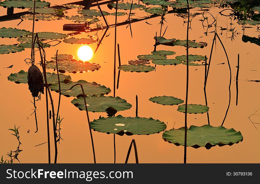 The sun reflect on lake with lotus leaves