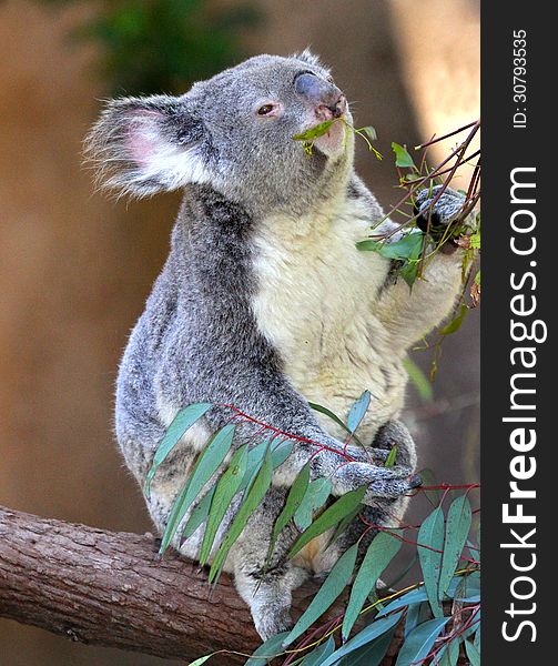 Close Up Detail Of Young Koala Bear Eating Eucalyptus Leaves