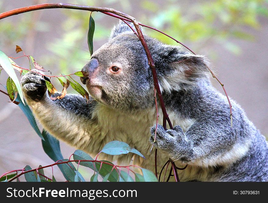 Close Up Detail Of Young Koala Bear Eating Eucalyptus Leaves