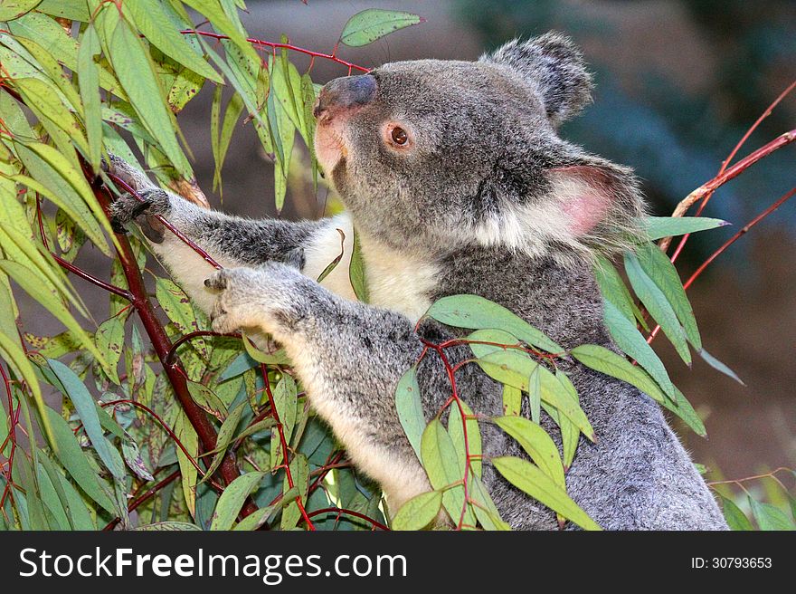 Close Up Detail Of Young Koala Bear Eating Eucalyptus Leaves