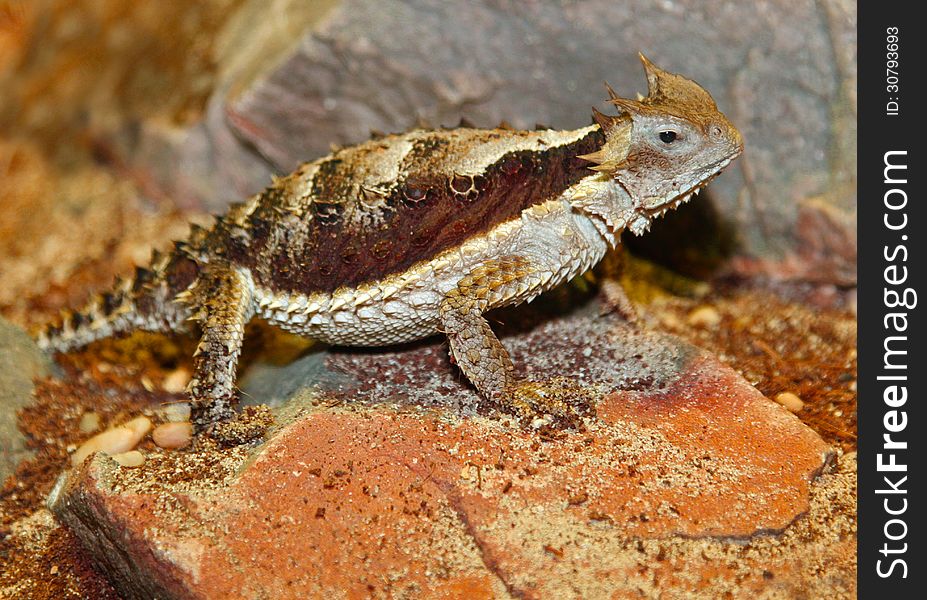 Giant Horned Lizard Close Up Profile