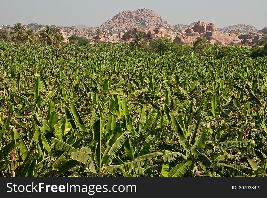 Banana plantation in Hampi, India