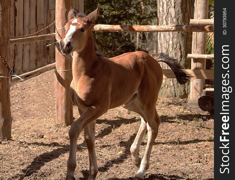 Running and playing horse foal