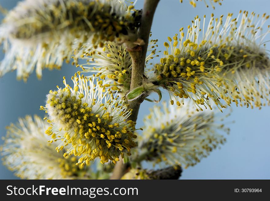 Soft and fluffy willow twig in spring. Soft and fluffy willow twig in spring