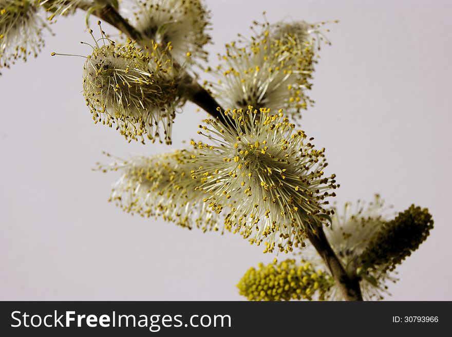 Soft and fluffy willow twig in spring. Soft and fluffy willow twig in spring