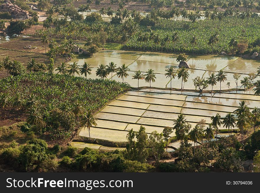 Rice plantations in Hampi, India. Rice plantations in Hampi, India