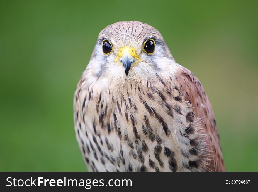 Young kestrel her portrait in green