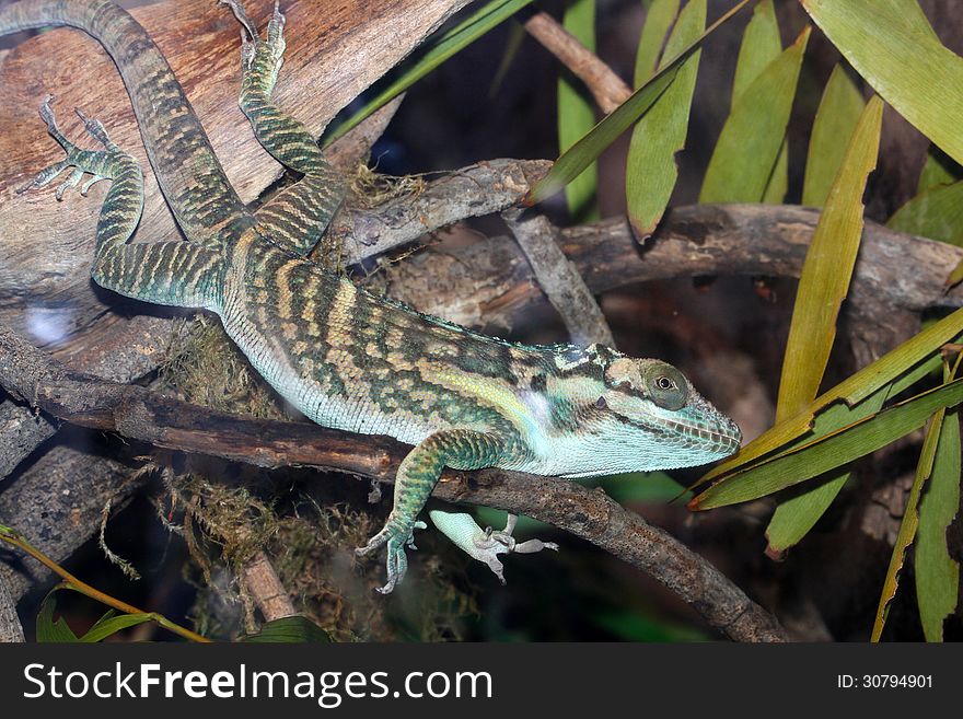 Striped Anole Balancing on Tree Branch. Striped Anole Balancing on Tree Branch