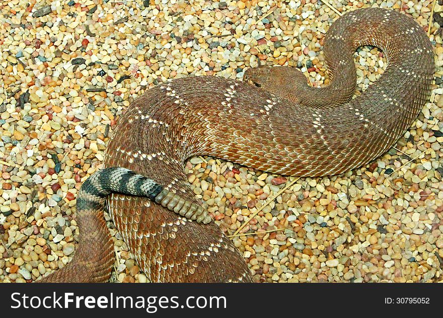 Curved Rattlesnake on gravel background with head and rattles. Curved Rattlesnake on gravel background with head and rattles