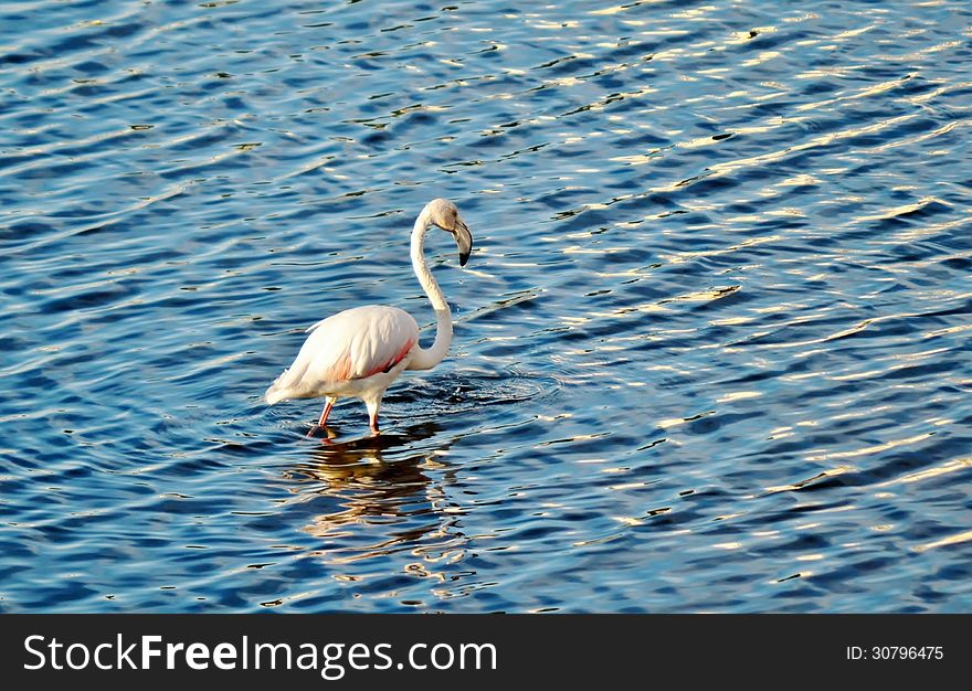Lesser Flamingo feeding in the Milneton Lagoon in the morning