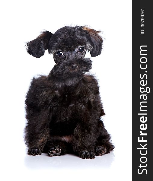 Small black puppy on a white background.