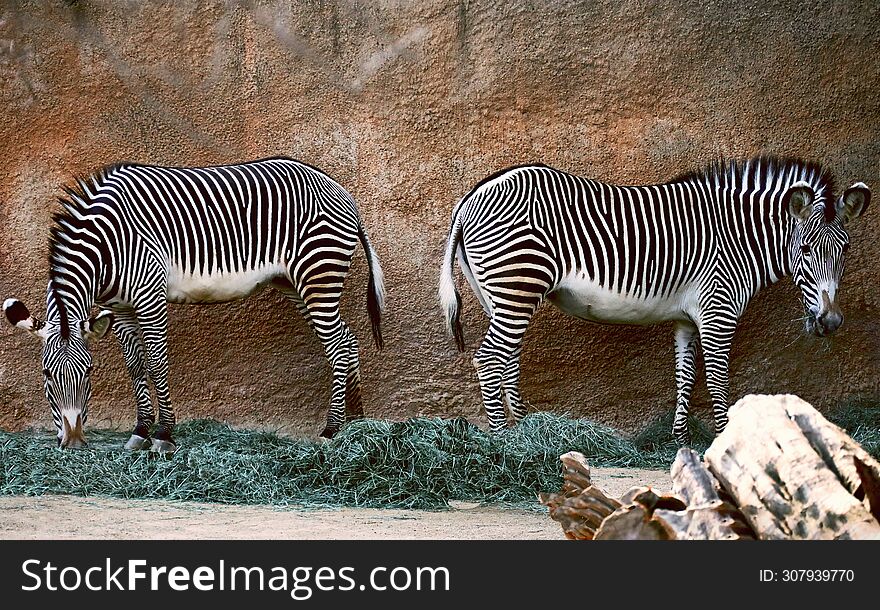 Zebra Sidy By Side Feeding