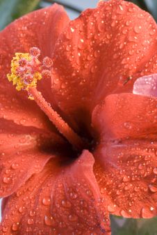 Hibiscus Flower After Rain Stock Photography Hibiscus Flower After Rain Stock Photography
