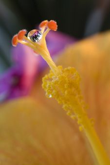 Hibiscus Flower After Rain Stock Photos Hibiscus Flower After Rain Stock Photos