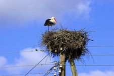 White Stork In Nest Royalty Free Stock Photo White Stork In Nest Royalty Free Stock Photo