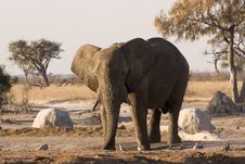 Elephant At A Waterhole Royalty Free Stock Photography Elephant At A Waterhole Royalty Free Stock Photography