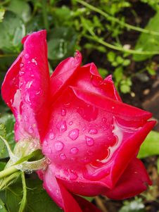 Red Rose With Rain Drops Royalty Free Stock Images