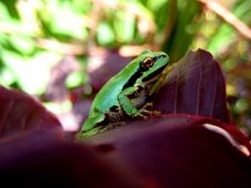 Macro Of A Green Tree Frog Stock Images Macro Of A Green Tree Frog Stock Images