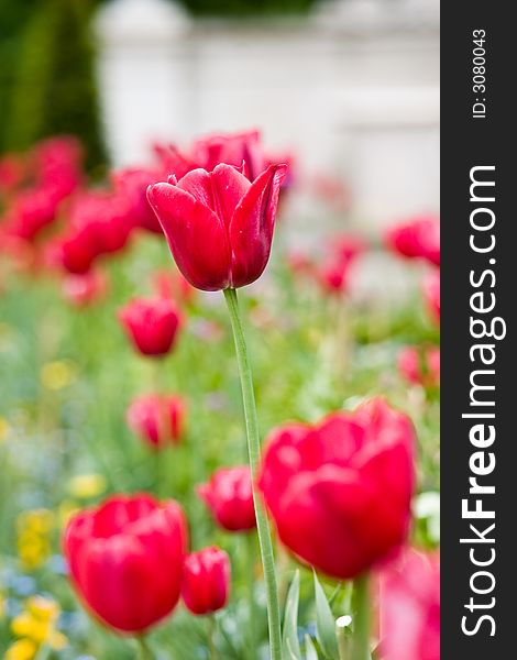 A garden with red tulips