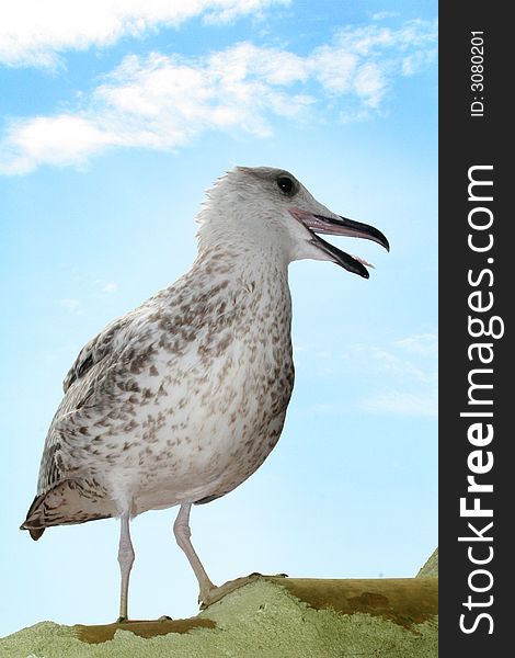 A seagul walking and showing it's tongue. A seagul walking and showing it's tongue