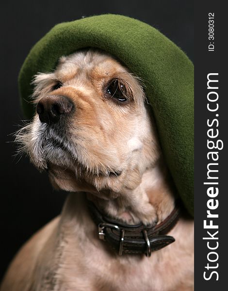 Dog In Green Hat