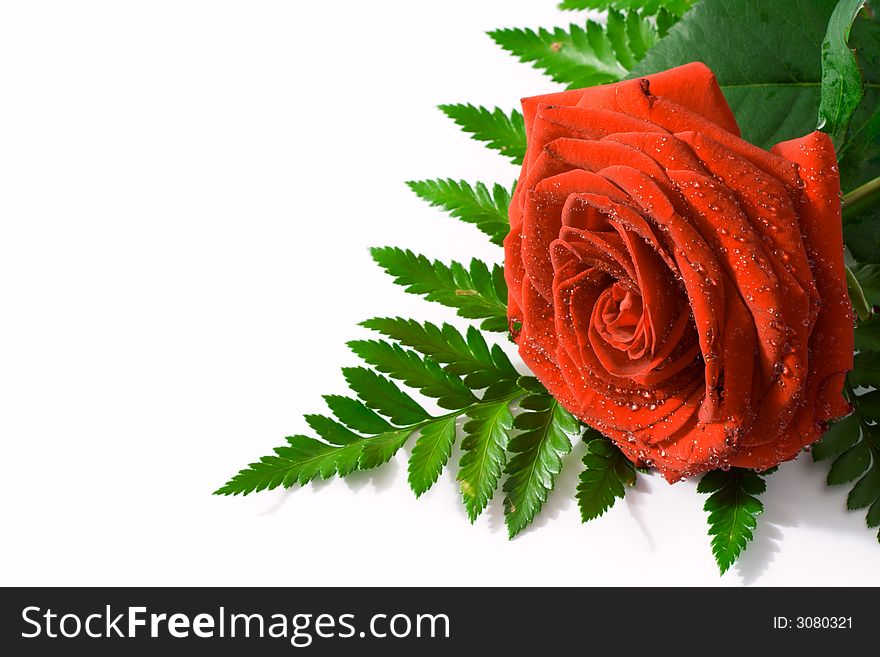 Red rose on a white isolated background