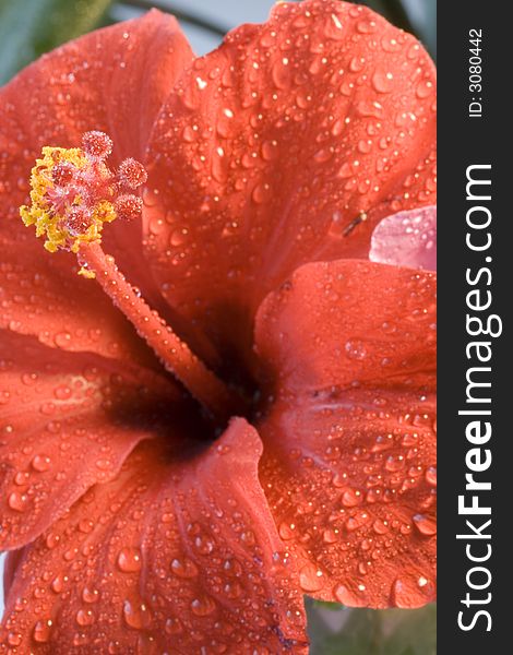 Hibiscus flower after rain
