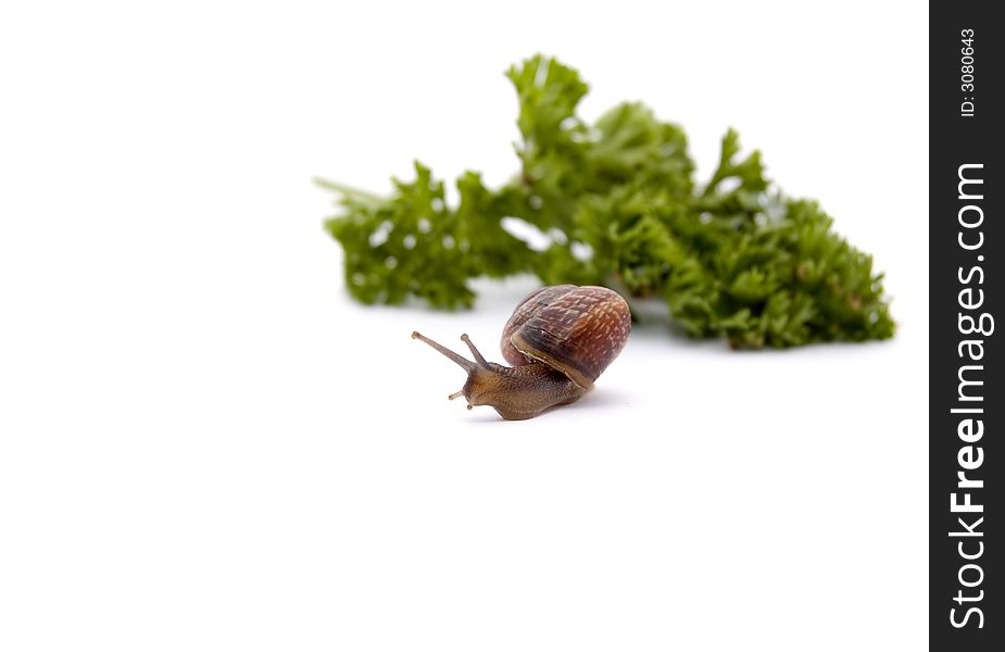 The snail creeps from a bunch of greens
