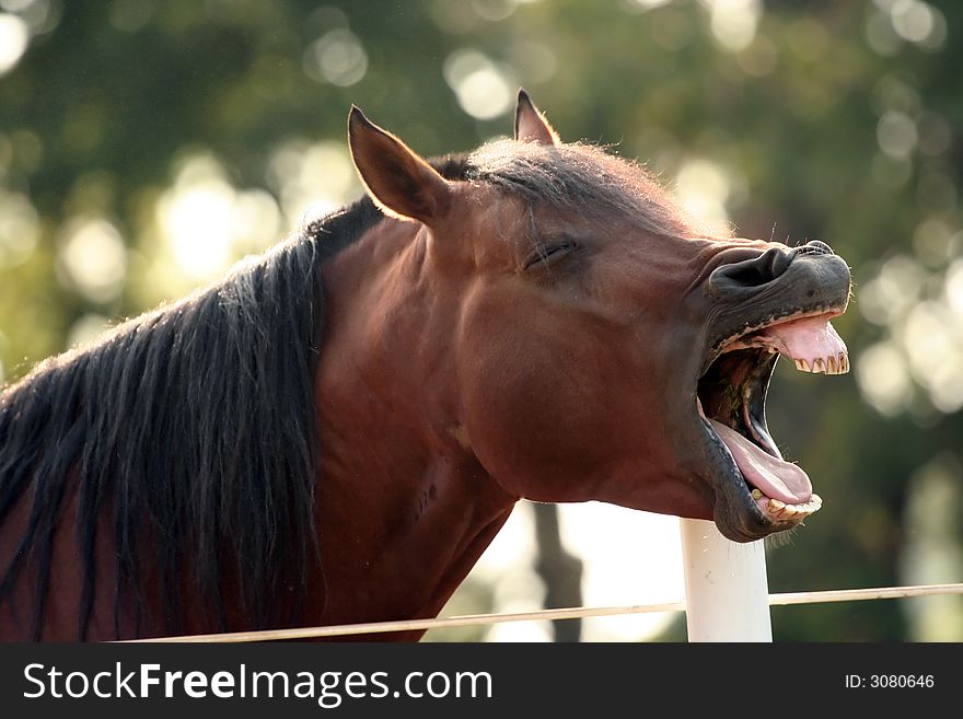 Close up of an Arabian horse yawning. Close up of an Arabian horse yawning.