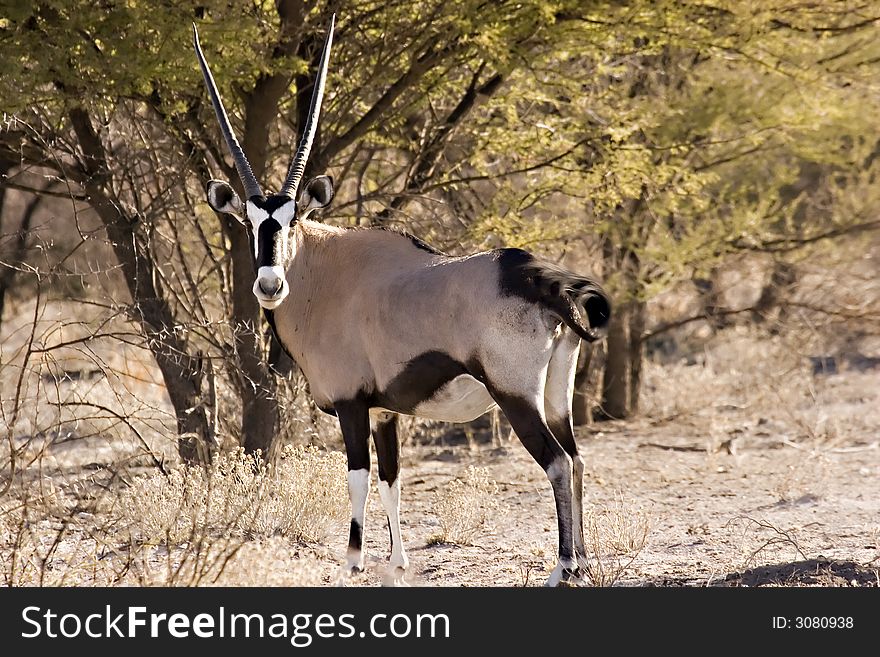 Gemsbok at Central Kalahari Game Reserve Botswana