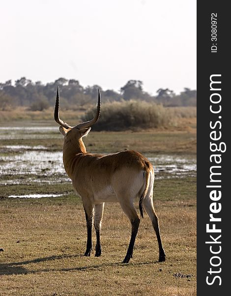 Lechwe in Moremi Game Reserve Botswana. Lechwe in Moremi Game Reserve Botswana