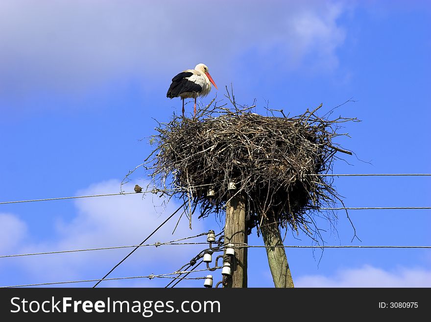 White Stork (Ciconia ciconia) in nest on power line. Backroun blue sky with white clouds. White Stork is a symbol of childbirth. White Stork (Ciconia ciconia) in nest on power line. Backroun blue sky with white clouds. White Stork is a symbol of childbirth