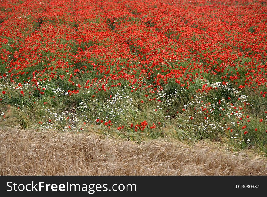 Field of scarlet poppies with golden wheat in the foreground. Field of scarlet poppies with golden wheat in the foreground