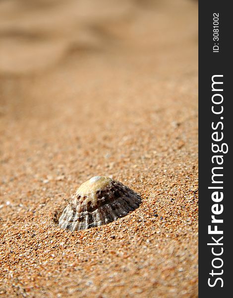 A limpet on a sandy beach