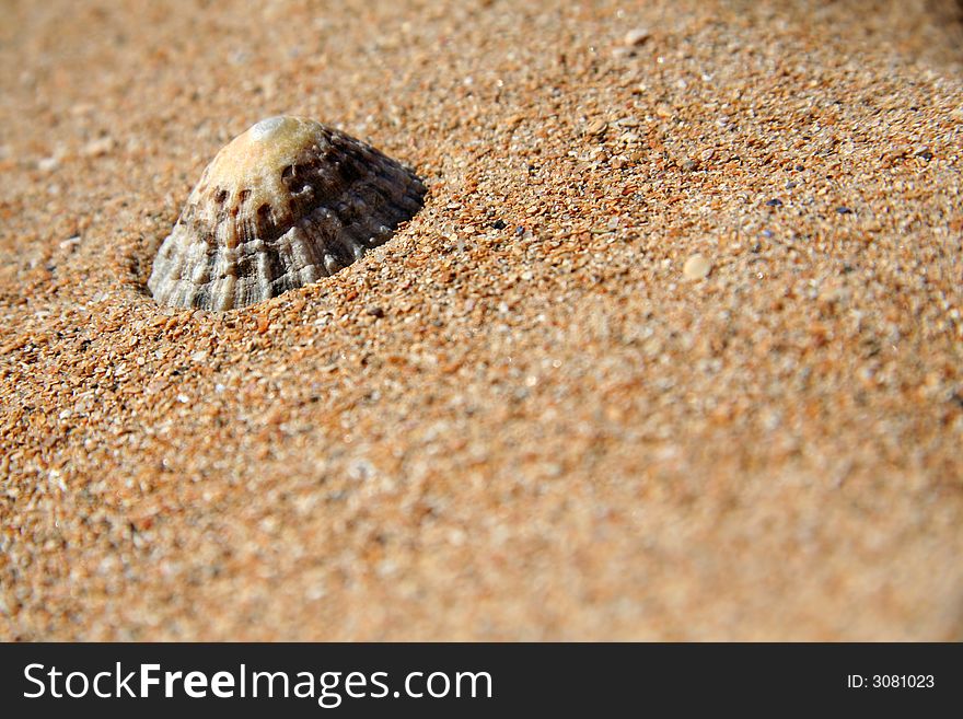 Limpet shell on a golden sandy beach. Nice dof and copyspace. Limpet shell on a golden sandy beach. Nice dof and copyspace.