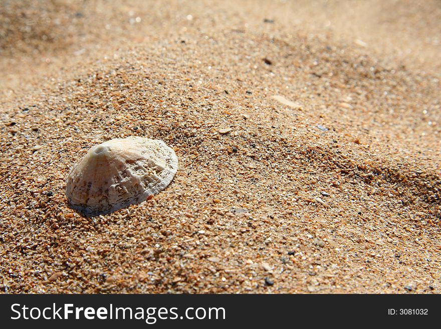 A limpet on a sandy beach