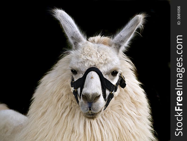 White and brown llama close-up, black background