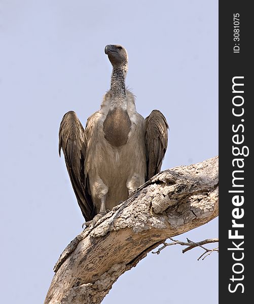 White-backed vulture in Chobe Game Reserve