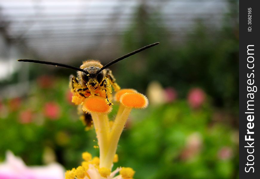 A wasp resting on top of a hibiscus looking at the camera. A wasp resting on top of a hibiscus looking at the camera.