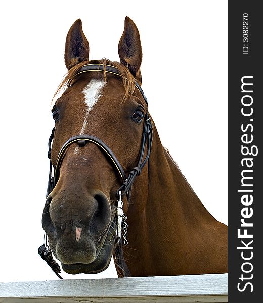 Brown horse head looking directly at the viewer, isolated over white. Brown horse head looking directly at the viewer, isolated over white
