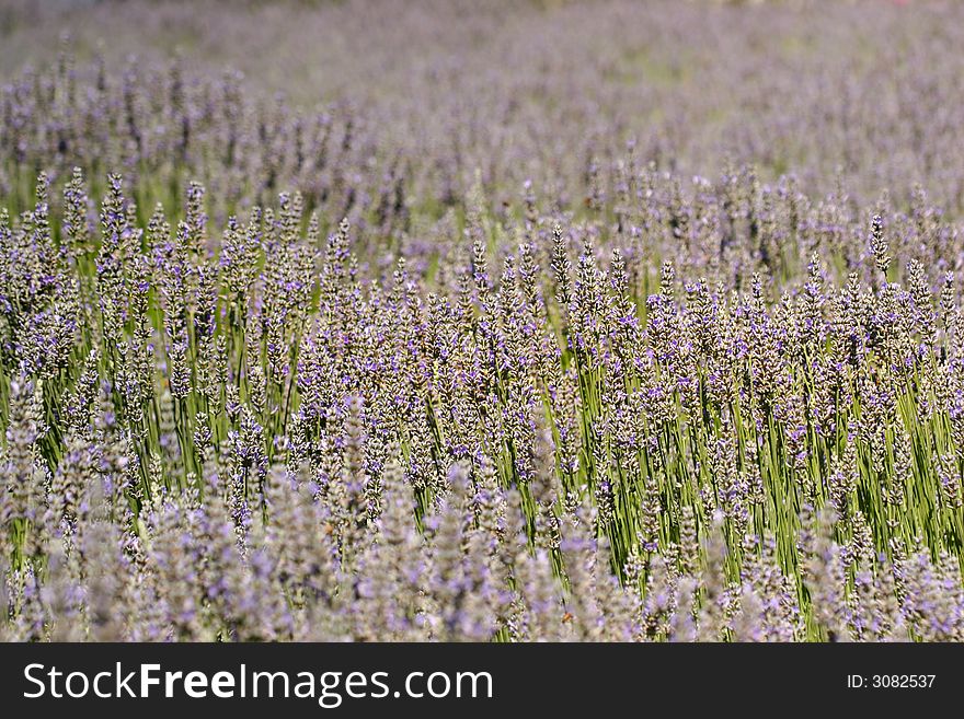 Field of lavender with focus on the middle