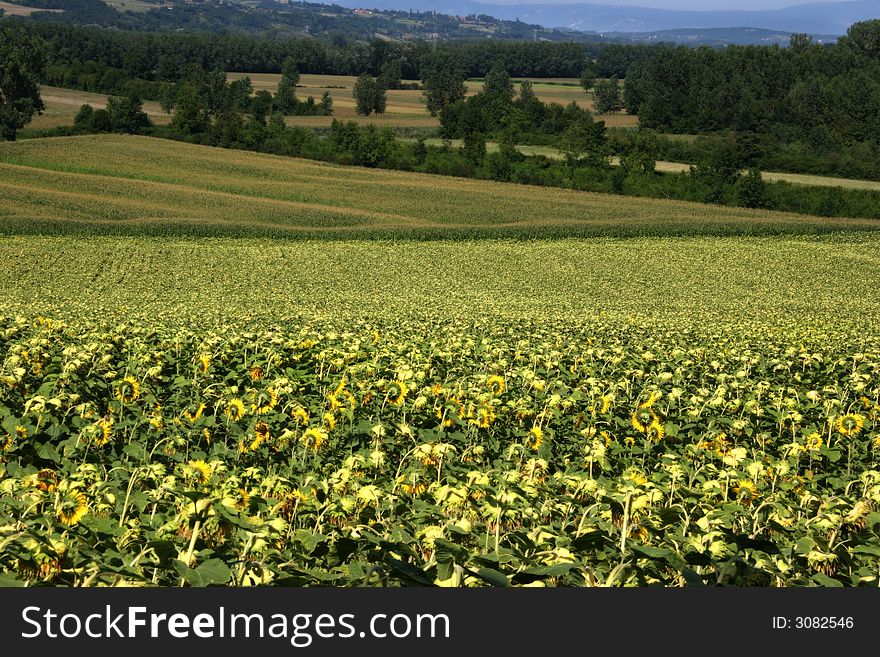 Sunflower field in french countryside