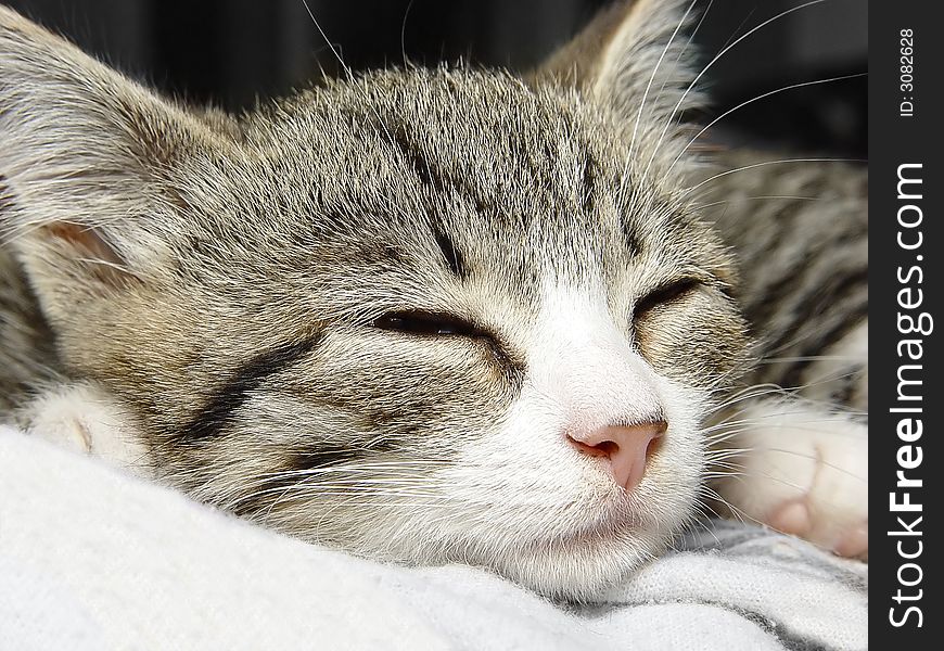 Little striped kitten sleeping on the coverlet. Little striped kitten sleeping on the coverlet