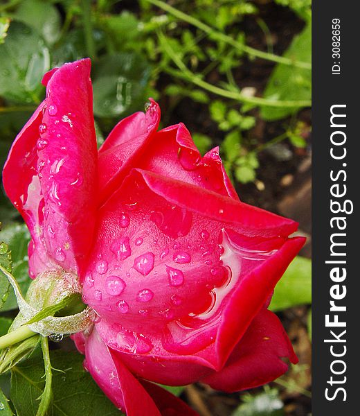 Red Rose With Rain Drops