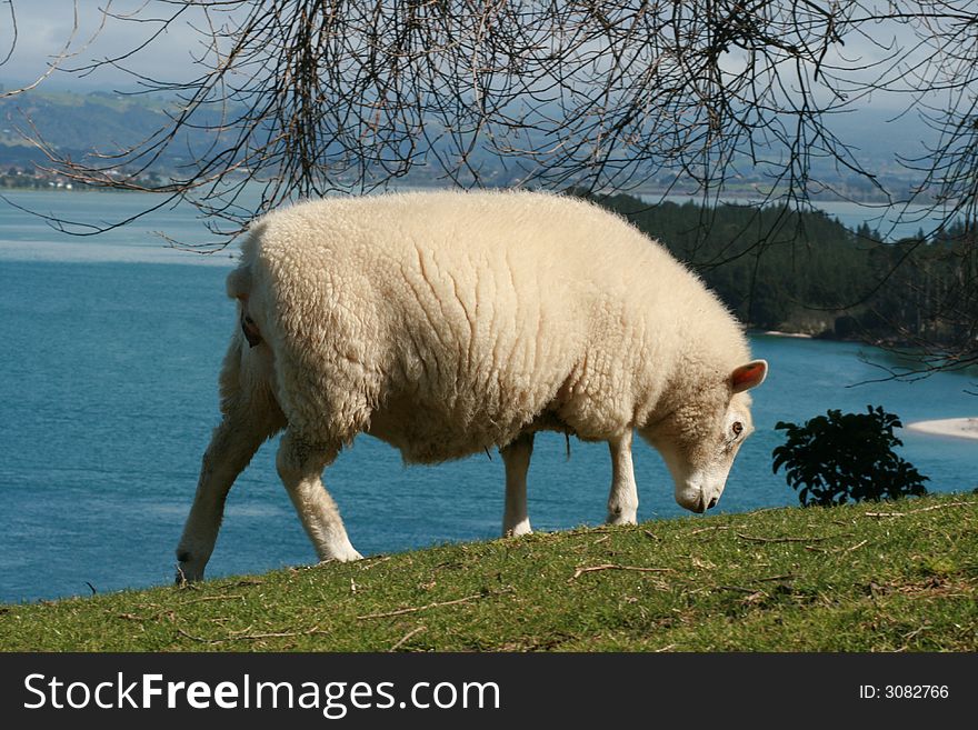 Lamb Grazing By The Sea